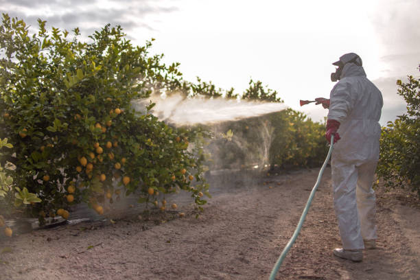 Best Pest Control for Homes  in Loris, SC