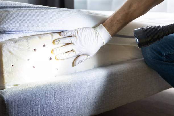Best Flea Control Services  in Loris, SC