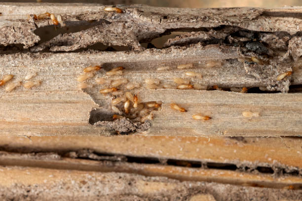 Best Residential Pest Control  in Loris, SC